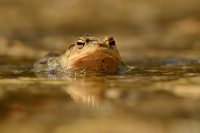 Ropucha obecna - Bufo bufo - European Toad 9756